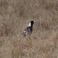 Gymnorhina tibicen (Australian Magpie) at Throsby, ACT - 28 Aug 2022 by MatthewFrawley