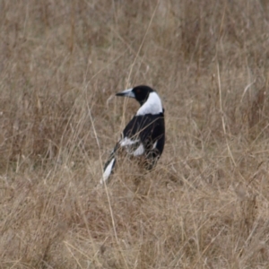 Gymnorhina tibicen at Throsby, ACT - 28 Aug 2022