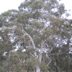Eucalyptus mannifera (Brittle Gum) at Mulligans Flat - 28 Aug 2022 by MatthewFrawley