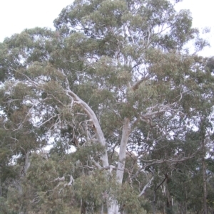 Eucalyptus mannifera at Mulligans Flat - 28 Aug 2022 03:05 PM