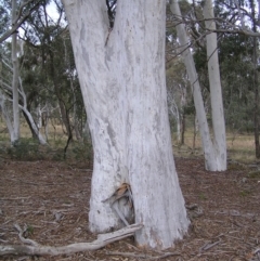 Eucalyptus mannifera at Mulligans Flat - 28 Aug 2022