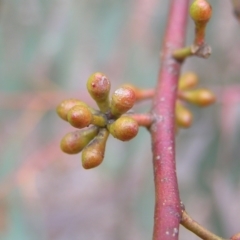 Eucalyptus mannifera at Mulligans Flat - 28 Aug 2022