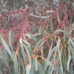 Eucalyptus mannifera at Mulligans Flat - 28 Aug 2022