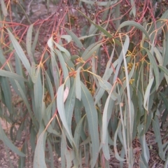 Eucalyptus mannifera at Mulligans Flat - 28 Aug 2022