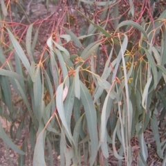 Eucalyptus mannifera at Forde, ACT - 28 Aug 2022