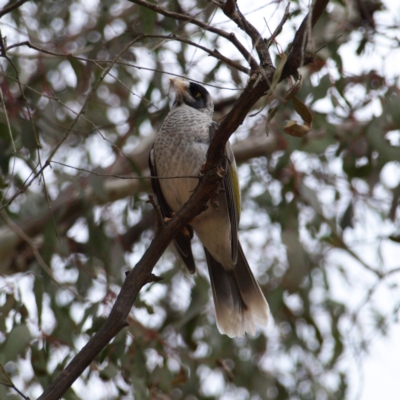 Manorina melanocephala (Noisy Miner) at Forde, ACT - 28 Aug 2022 by MatthewFrawley