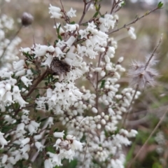 Cryptandra amara (Bitter Cryptandra) at Mulligans Flat - 28 Aug 2022 by MatthewFrawley