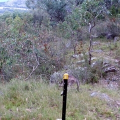 Macropus giganteus (Eastern Grey Kangaroo) at Kambah, ACT - 29 Mar 2022 by MountTaylorParkcareGroup