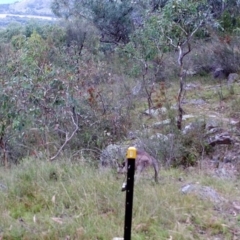 Macropus giganteus (Eastern Grey Kangaroo) at Kambah, ACT - 28 Mar 2022 by MountTaylorParkcareGroup