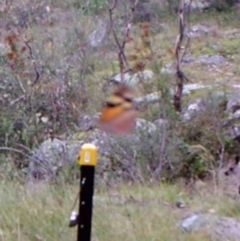 Heteronympha merope (Common Brown Butterfly) at Kambah, ACT - 29 Mar 2022 by MountTaylorParkcareGroup