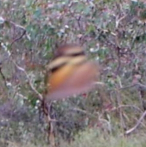 Heteronympha merope at Kambah, ACT - 29 Mar 2022 09:19 AM