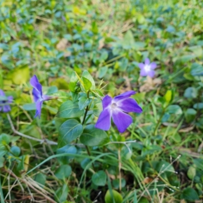 Vinca major (Blue Periwinkle) at Isaacs Ridge and Nearby - 30 Aug 2022 by Mike