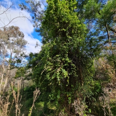 Lonicera japonica (Japanese Honeysuckle) at Isaacs Ridge - 30 Aug 2022 by Mike