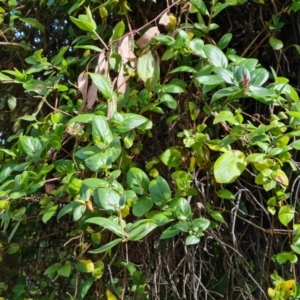 Lonicera japonica at Jerrabomberra, ACT - 30 Aug 2022