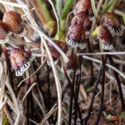 Asterella drummondii (A thallose liverwort) at Mount Majura - 30 Aug 2022 by Boagshoags