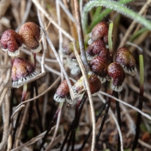 Asterella drummondii at Hackett, ACT - 30 Aug 2022