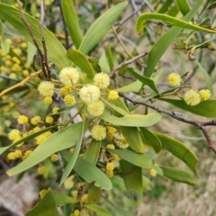 Acacia melanoxylon (Blackwood) at Wanniassa Hill - 30 Aug 2022 by Mike