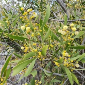 Acacia melanoxylon at Jerrabomberra, ACT - 30 Aug 2022