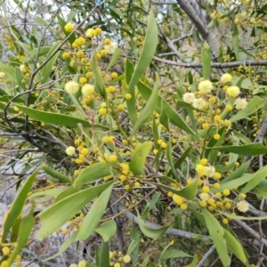 Acacia melanoxylon at Jerrabomberra, ACT - 30 Aug 2022 01:45 PM