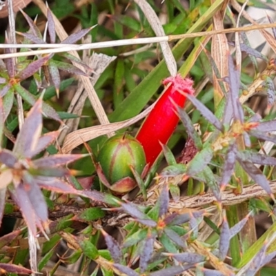 Styphelia humifusum (Cranberry Heath) at Jerrabomberra, ACT - 30 Aug 2022 by Mike