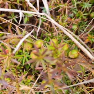 Styphelia humifusum at Jerrabomberra, ACT - 30 Aug 2022