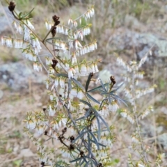 Styphelia fletcheri subsp. brevisepala (Twin Flower Beard-Heath) at Jerrabomberra, ACT - 30 Aug 2022 by Mike