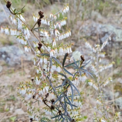 Leucopogon fletcheri subsp. brevisepalus (Twin Flower Beard-Heath) at Wanniassa Hill - 30 Aug 2022 by Mike