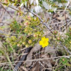 Hibbertia calycina (Lesser Guinea-flower) at Jerrabomberra, ACT - 30 Aug 2022 by Mike