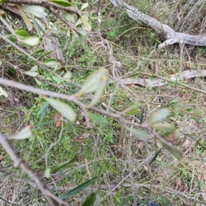 Bursaria spinosa subsp. lasiophylla at Jerrabomberra, ACT - 30 Aug 2022 02:16 PM