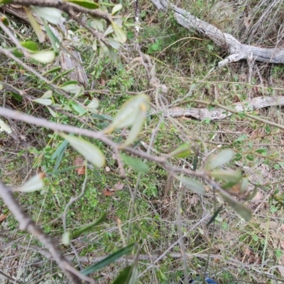 Bursaria spinosa subsp. lasiophylla (Australian Blackthorn) at Jerrabomberra, ACT - 30 Aug 2022 by Mike