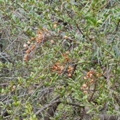 Bursaria spinosa subsp. lasiophylla at Jerrabomberra, ACT - 30 Aug 2022 02:16 PM