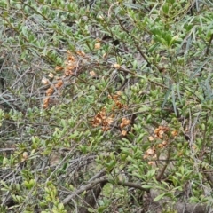 Bursaria spinosa subsp. lasiophylla at Jerrabomberra, ACT - 30 Aug 2022