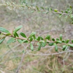 Bursaria spinosa subsp. lasiophylla at Jerrabomberra, ACT - 30 Aug 2022
