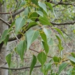 Brachychiton populneus subsp. populneus (Kurrajong) at Jerrabomberra, ACT - 30 Aug 2022 by Mike