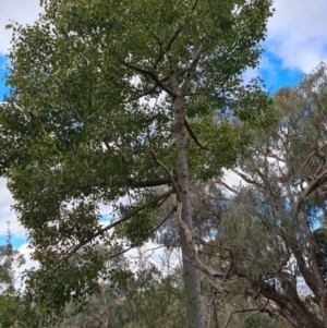 Brachychiton populneus subsp. populneus at Jerrabomberra, ACT - 30 Aug 2022 02:14 PM