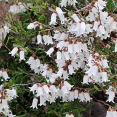 Cryptandra amara (Bitter Cryptandra) at Jerrabomberra, ACT - 30 Aug 2022 by Mike