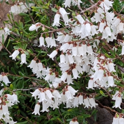 Cryptandra amara (Bitter Cryptandra) at Wanniassa Hill - 30 Aug 2022 by Mike