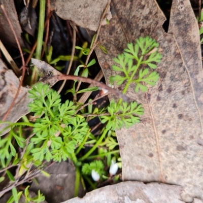 Daucus glochidiatus (Australian Carrot) at Wanniassa Hill - 30 Aug 2022 by Mike