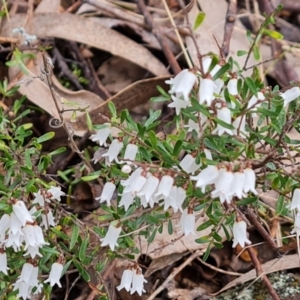 Cryptandra amara at Jerrabomberra, ACT - 30 Aug 2022