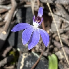 Cyanicula caerulea (Blue Fingers, Blue Fairies) at Jerrabomberra, NSW - 30 Aug 2022 by SteveBorkowskis