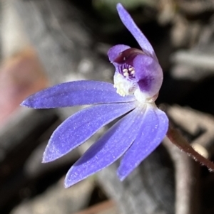 Cyanicula caerulea at Jerrabomberra, NSW - suppressed