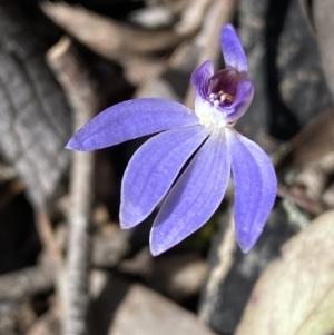 Cyanicula caerulea at Jerrabomberra, NSW - suppressed