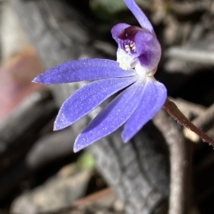 Cyanicula caerulea at Jerrabomberra, NSW - suppressed