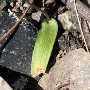 Cyanicula caerulea at Jerrabomberra, NSW - suppressed