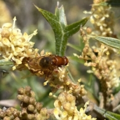 Lauxaniidae (family) (Unidentified lauxaniid fly) at QPRC LGA - 30 Aug 2022 by Steve_Bok