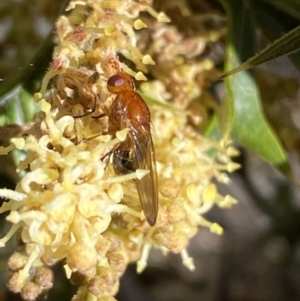Lauxaniidae (family) at Jerrabomberra, NSW - 30 Aug 2022
