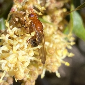 Lauxaniidae (family) at Jerrabomberra, NSW - 30 Aug 2022