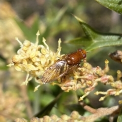 Lauxaniidae (family) at Jerrabomberra, NSW - 30 Aug 2022