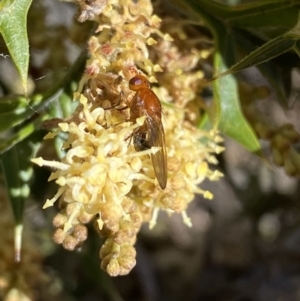 Lauxaniidae (family) at Jerrabomberra, NSW - 30 Aug 2022