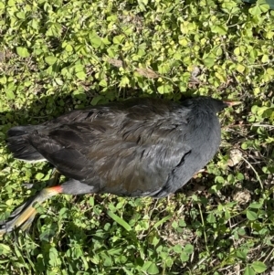 Gallinula tenebrosa at Ainslie, ACT - 30 Aug 2022 01:54 PM